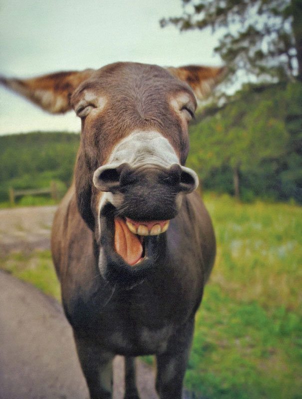 happy donkey