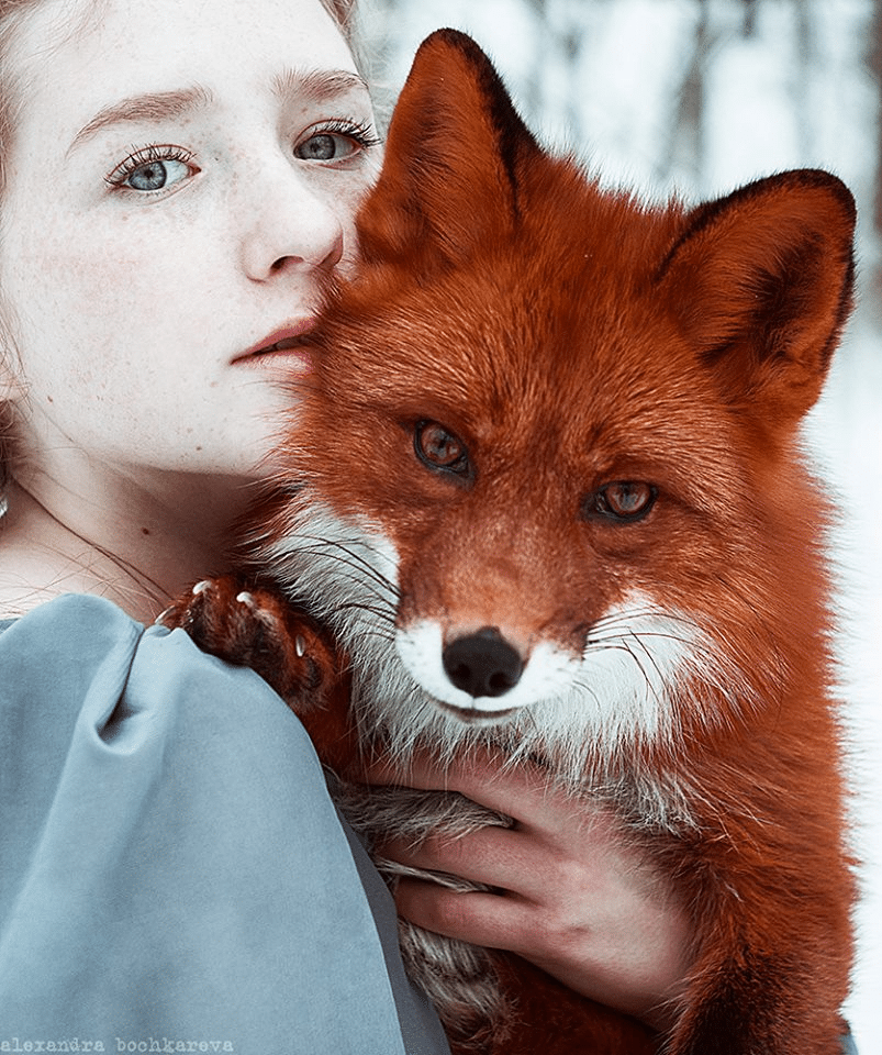 fox ginger hair nature pets beauty red irish