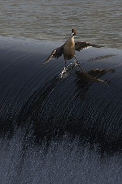 duck-surfing-harbour-sea