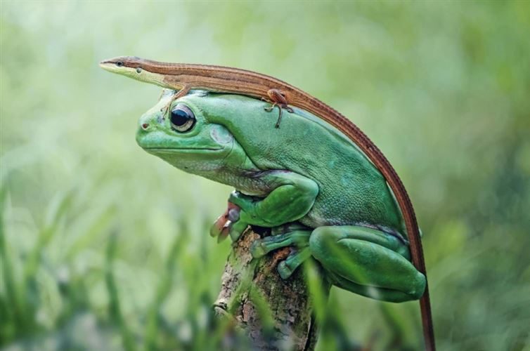 tree-frog-lizard-hat-friends-hitching