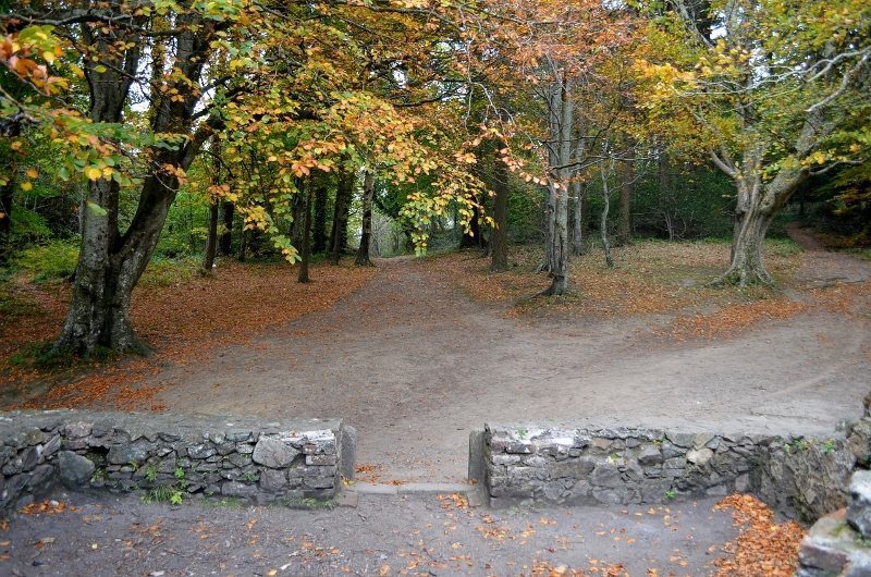autumn-walk-woods-sunday-30oct16-20-2-800x530