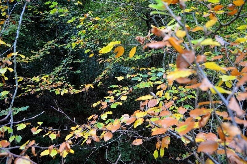 autumn-walk-woods-sunday-30oct16-54-800x530