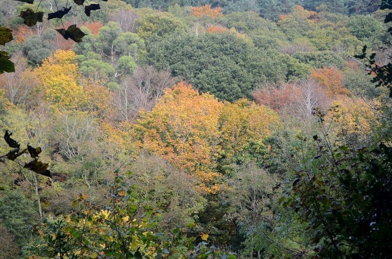 autumn-walk-woods-sunday-30oct16-56-800x530