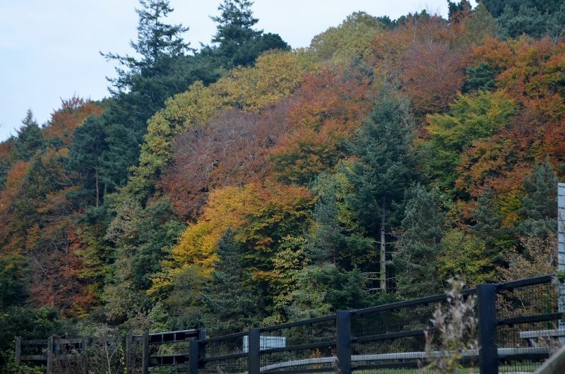 autumn-walk-woods-sunday-30oct16-66-800x530