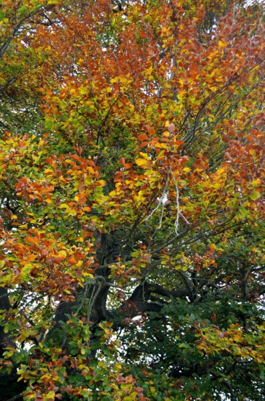 autumn-walk-woods-sunday-30oct16-8