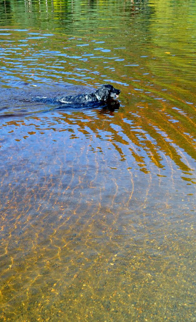 Glendalough Lake 29th Oct 2015 Max Swim Water (626x1024) - Copy