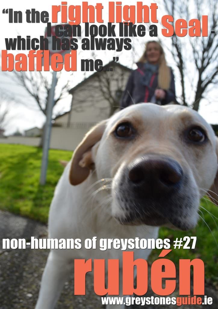 NON-HUMANS OF GREYSTONES RUBEN 28FEB16 - Copy
