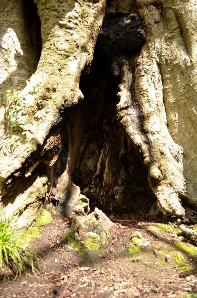 Now, that's what I call a hollow tree.
