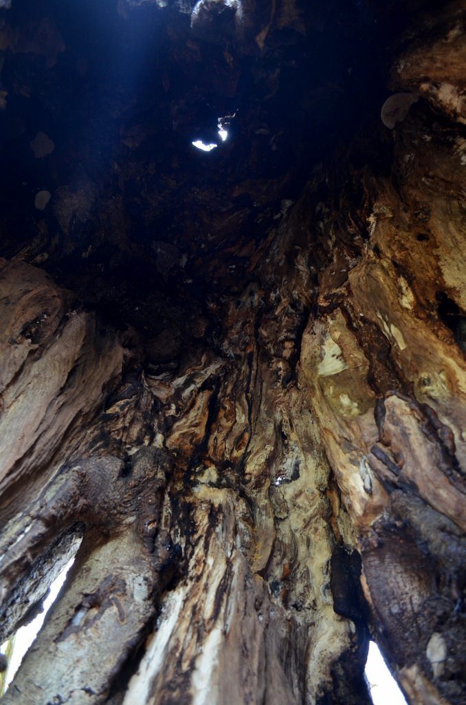 And that's what I call the inside of a hollow tree.