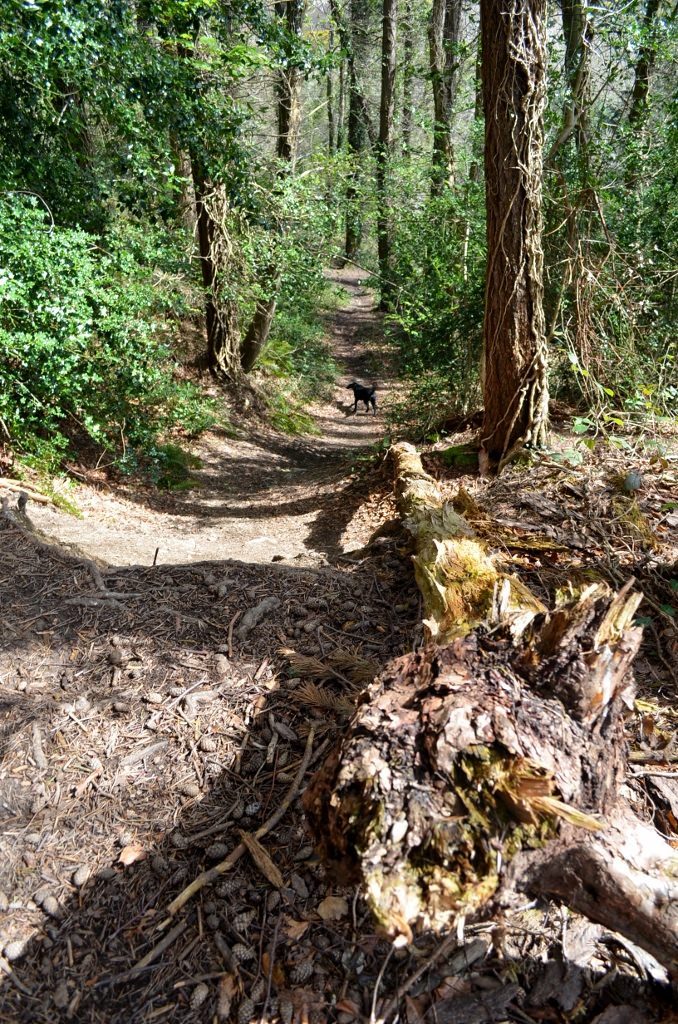 Walk In The Woods 16APR16 127 Tree Stump (678x1024)
