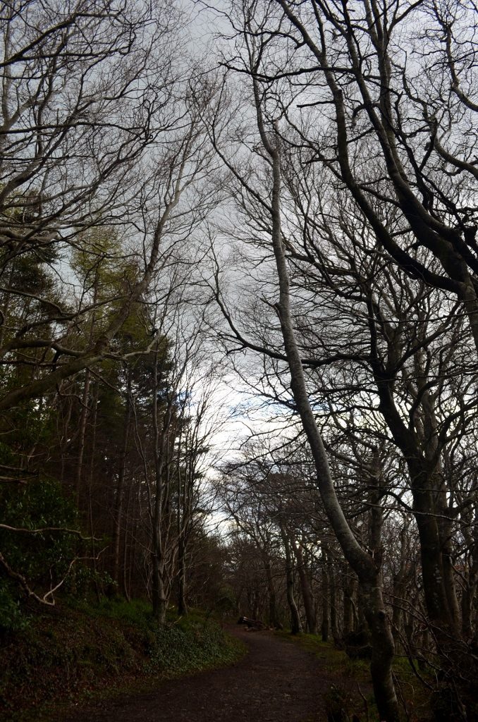 Walk In The Woods 16APR16 80 Octagon Dark Trees (678x1024)