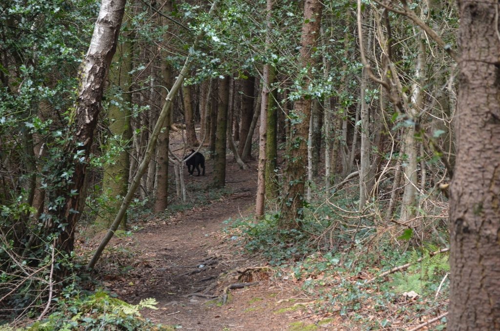 Walk In The Woods 16APR16 9 (1024x678)